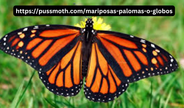 https://pussmoth.com/mariposas-palomas-o-globos